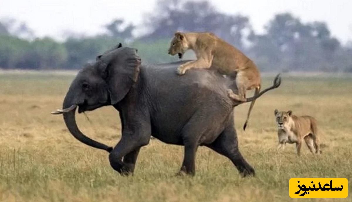 (ویدئو) مستند حیات وحش حیوانات/ راز بقا، این داستان، وحشت شیر از له شدن زیر پای فیل