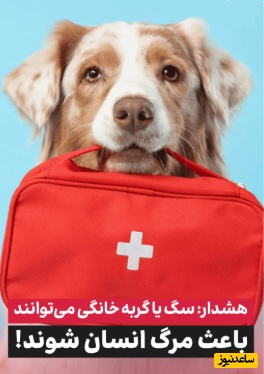 هشدار جدی پزشکان: اگر سگ یا گربه دارید، همین حالا این ویدیو را ببینید!/ خطری که صاحبان سگ و گربه از آن بی‌خبرند