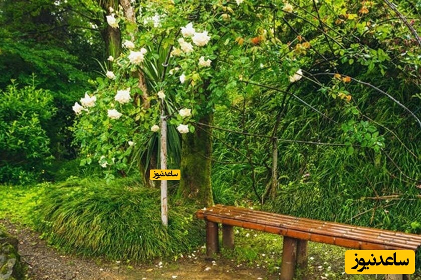 باغ گیاه شناسی باتومی