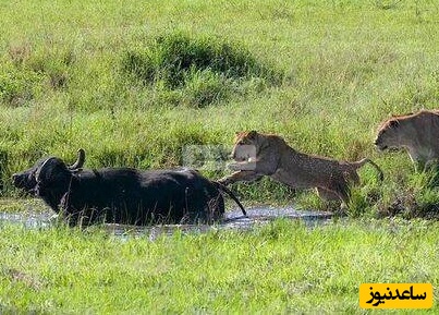 (ویدئو) مستند حیات وحش حیوانات/ راز بقا: لحظه‌ای تلخ برای گوساله؛ گله رهایش کرد تا شکار شیر شود/ ساعت ها برای این صحنه میشه گریه کرد
