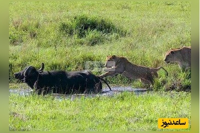 (ویدئو) مستند حیات وحش حیوانات/ راز بقا: لحظه‌ای تلخ برای گوساله؛ گله رهایش کرد تا شکار شیر شود/ ساعت ها برای این صحنه میشه گریه کرد