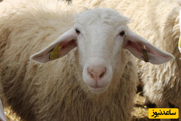 چرا خرید گوسفند زنده به صرفه است؟