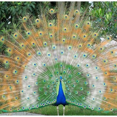 (ویدیو) سبحان الله، جولان زیبای طاووس