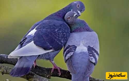 دیدن کبوتر در خواب چه تعبیری دارد ؟ / تعبیر خواب کبوتر