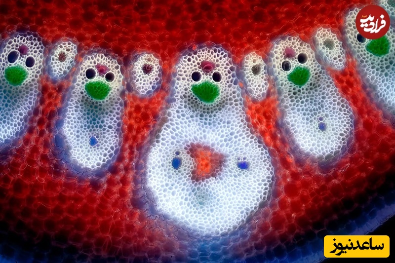 دستههای آوندی در برگ بامبو