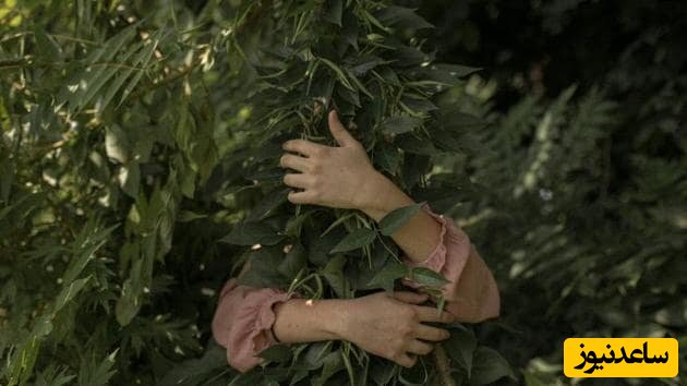 یک مرد در حال تجاوز جنسی به یک درخت در ترکیه دستگیر شد +عکس👿