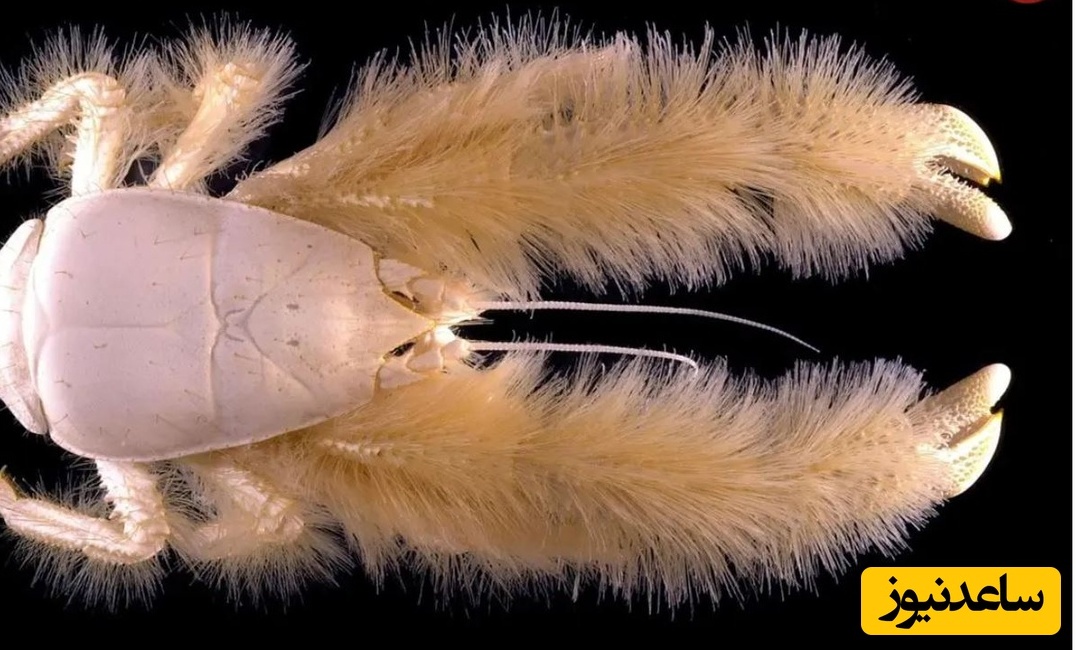 خرچنگ پشمالوی کمترشناخته‌شده‌ای که غذایش را روی بدن خودش پرورش می‌دهد