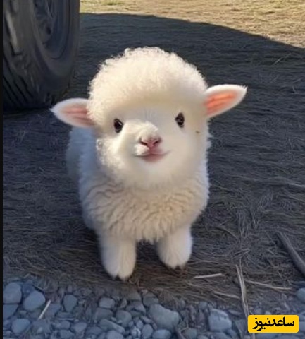 تست هوش المپیادی گوسفندها؛ می‌تونی الگوی معمایی که نابغه‌هایی مثل انیشتین رو هم متوقف کرده حل کنی؟