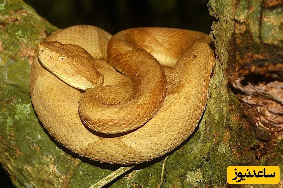 (عکس) مار افعی سرنیزه‌ای زرین؛ کمیاب‌ترین و کشنده‌ترین افعی جهان