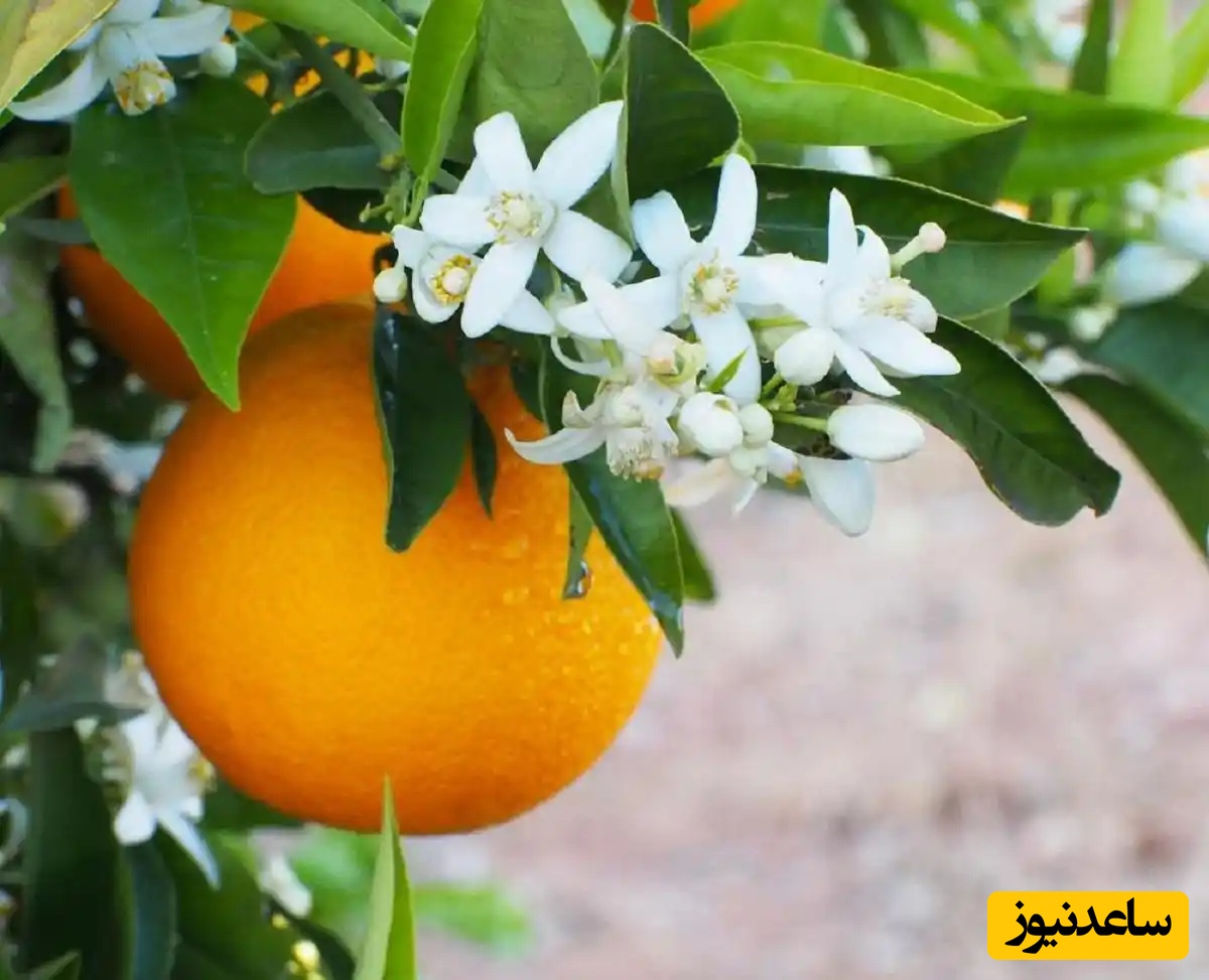 10 خاصیت شگفت‌انگیز درمانی و عوارض جانبی بهار نارنج که باید بدانید