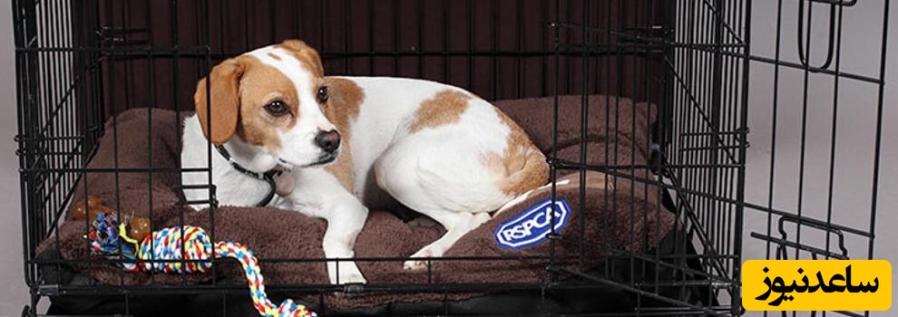 انواع نژاد سگ خانگی و قفس مناسب برای نگهداری از آن ها
