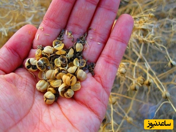 همه چیز درباره اسپند؛ از خواص درمانی تا عوارض جانبی خطرناک