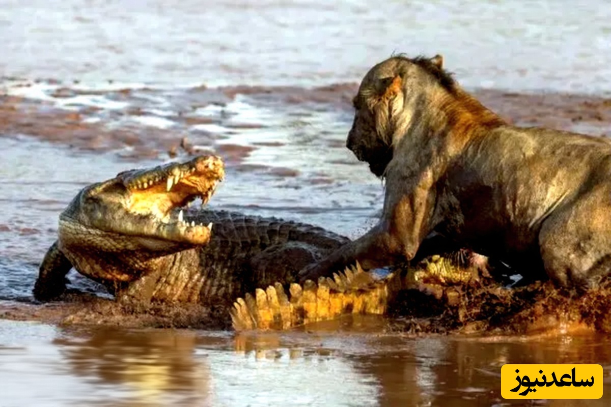 ویدئوی حیات وحش روز؛ این ماجرای راز بقا: نبرد نفسگیر شیر و کروکودیل / بهش یاد داد که اگه تو جنگل سلطانه تو رودخونه پیشی کوچولویی بیش نیست!