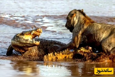 ویدئوی حیات وحش روز؛ این ماجرای راز بقا: نبرد نفسگیر شیر و کروکودیل / بهش یاد داد که اگه تو جنگل سلطانه تو رودخونه پیشی کوچولویی بیش نیست!