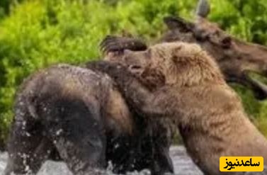 (ویدئو) حیات وحش ؛ مستند حیات وحش حیوانات/ صحنه‌ای نفس‌گیر از حیات‌وحش؛ حمله خرس به بچه‌گوزن مقابل مادر