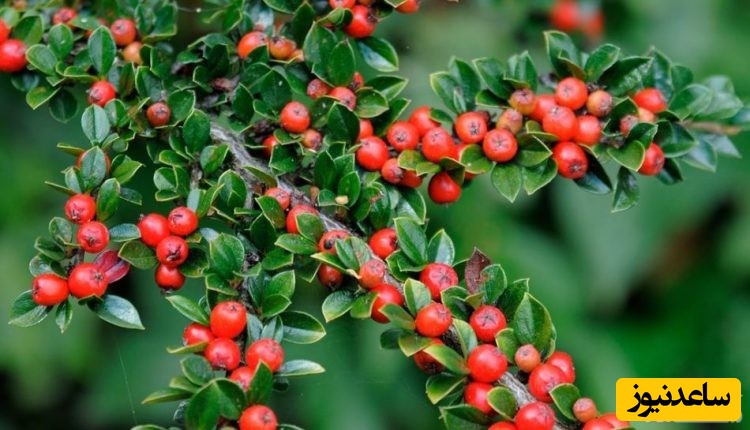 دیدن ترنگبین(ترنجبین) در خواب چه تعبیری دارد؟ / تعبیر خواب ترنگبین