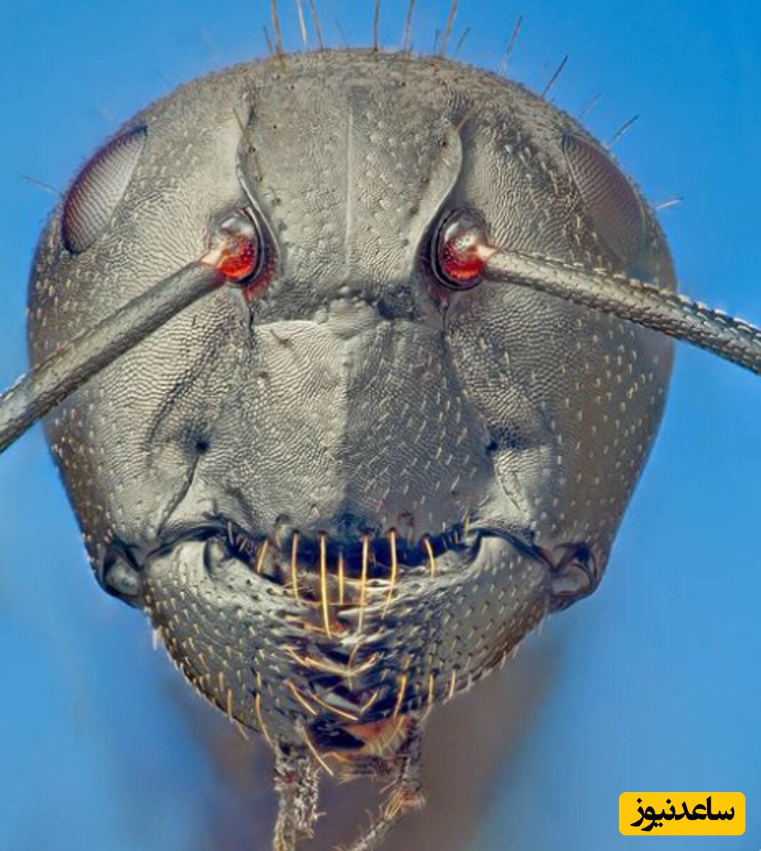 عکس چهره فوق العاده ترسناک مورچه از نمای نزدیک زیر میکروسکوپ چقد خوبه که چهرشو نمی بینیم 2996