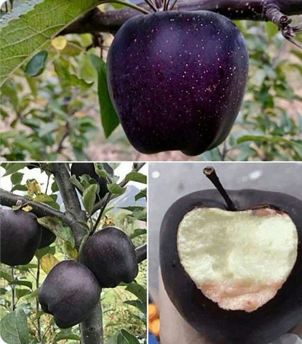 سیب سیاه معروف به الماس تاریکی میوه ای نایاب و جادوئی