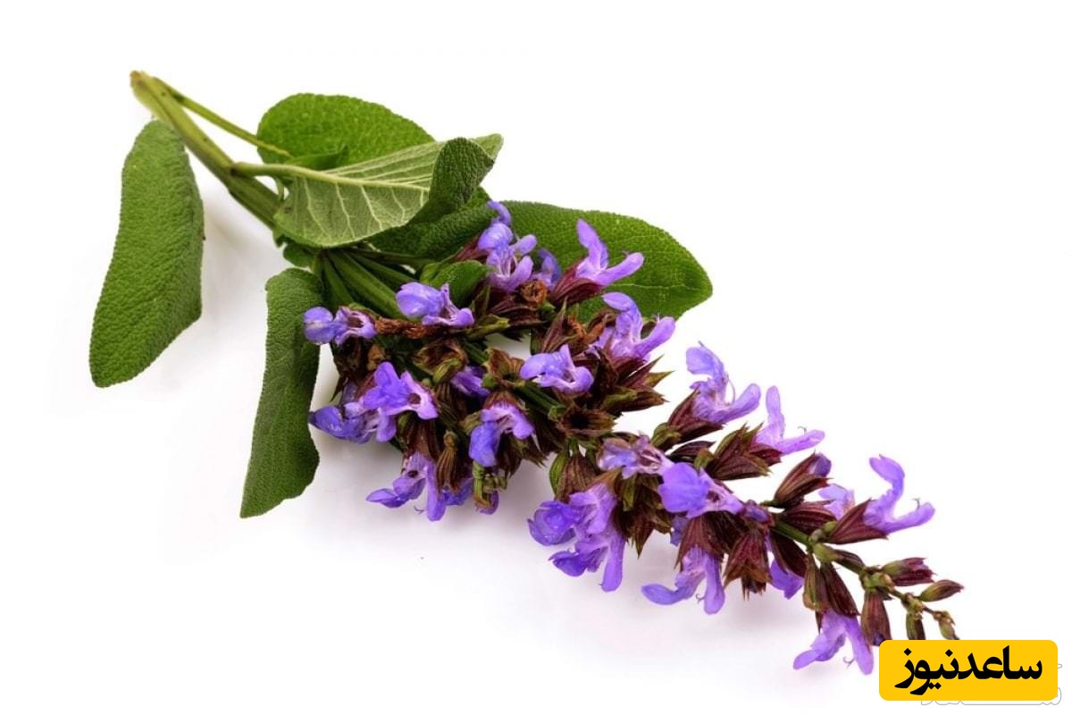 فواید و مضرات مصرف مریم گلی در بارداری و شیردهی