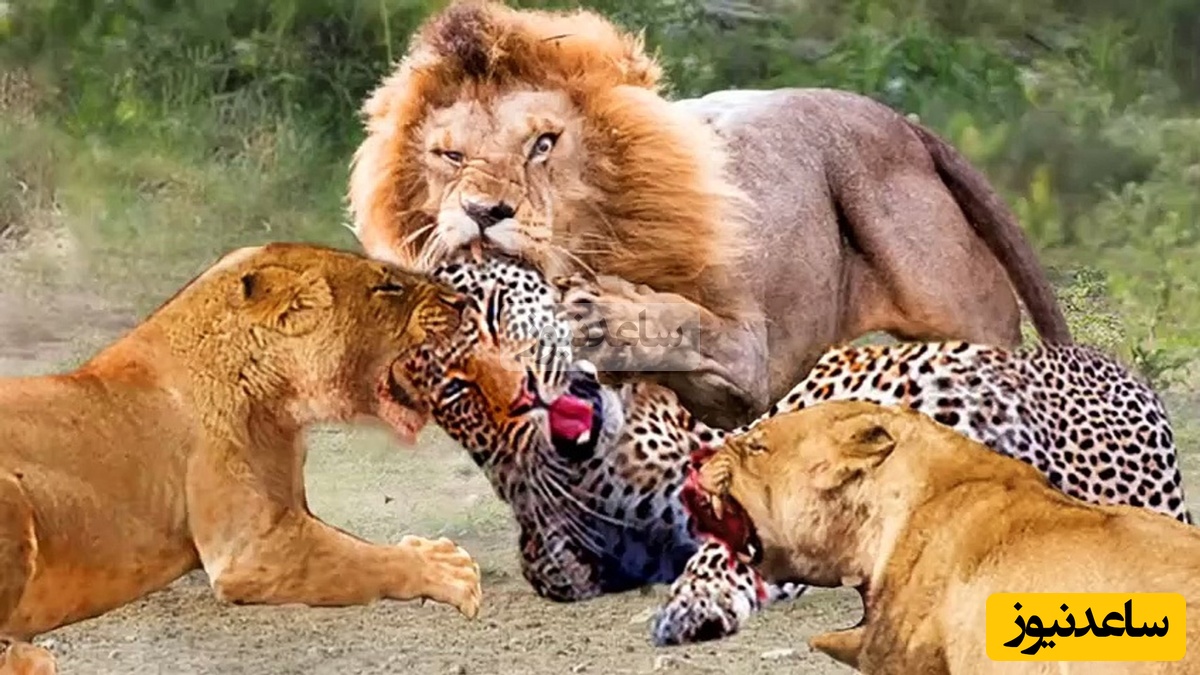 حیات وحش ؛ مستند حیات وحش حیوانات/ حمله میخکوب کننده 2 شیر به یک یوز‌پلنگ