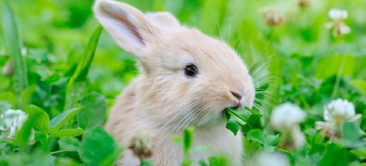  خرگوش 