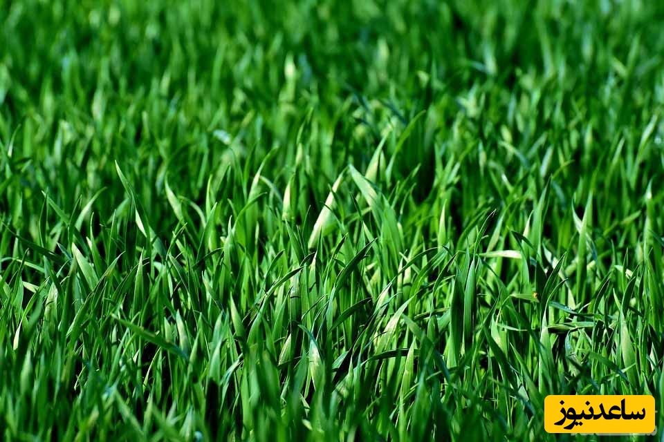 دیدن علف در خواب چه تعبیری دارد؟ / تعبیر خواب علف