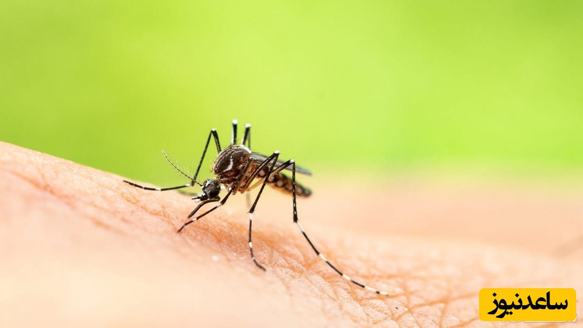 دیدن گزیدن پشه در خواب چه تعبیری دارد؟ /  تعبیر خواب پشه