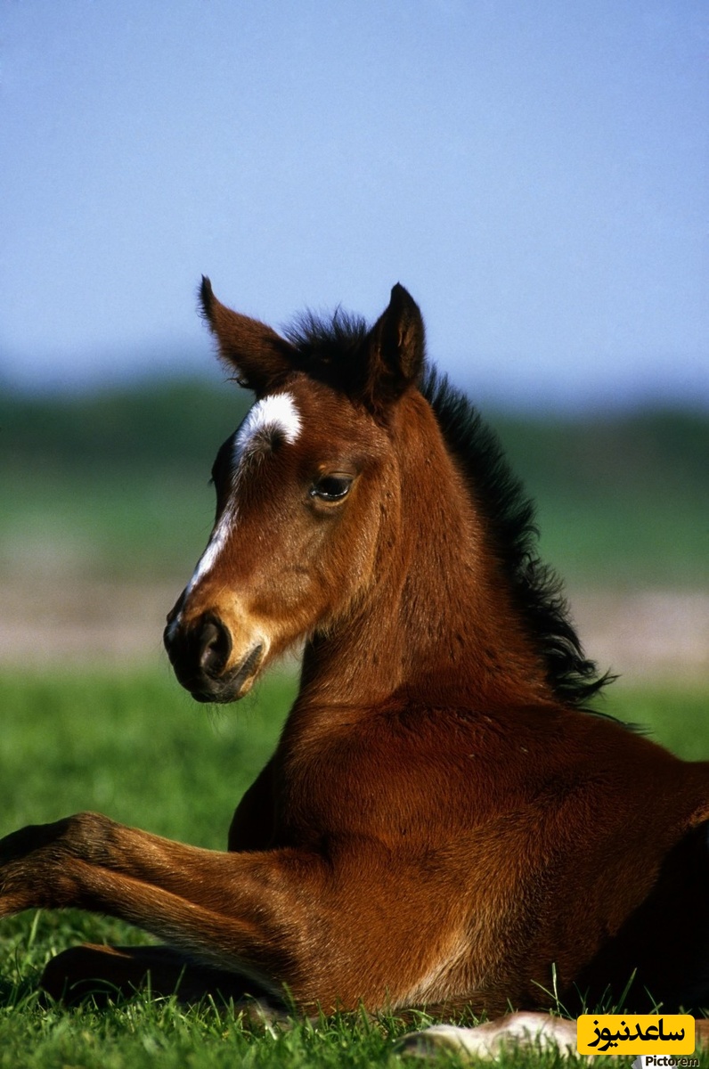 دیدن استر (قاطر) در خواب چه تعبیری داد؟ / تعبیر خواب استر