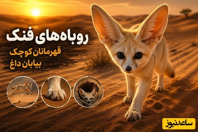 (ویدئو) مستند حیات وحش | این موجودات مینیاتوری چگونه صحرای 100 درجه‌ای را شکست می‌دهند؟ داستان شگفت‌انگیز فنک‌ها