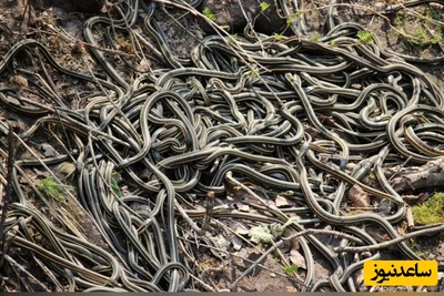 اینجا بزرگترین «لانۀ مار» در جهان است