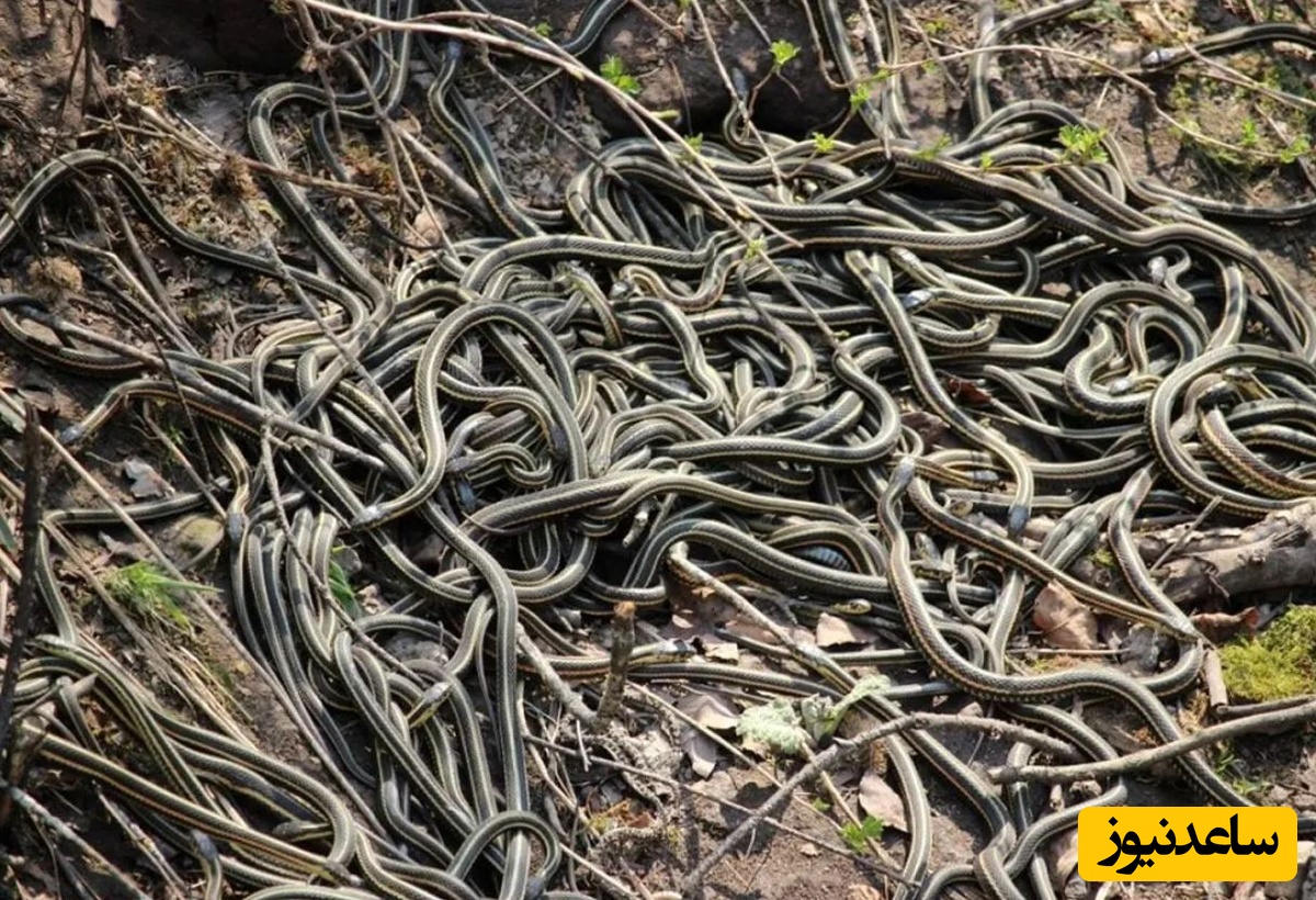 اینجا بزرگترین «لانۀ مار» در جهان است
