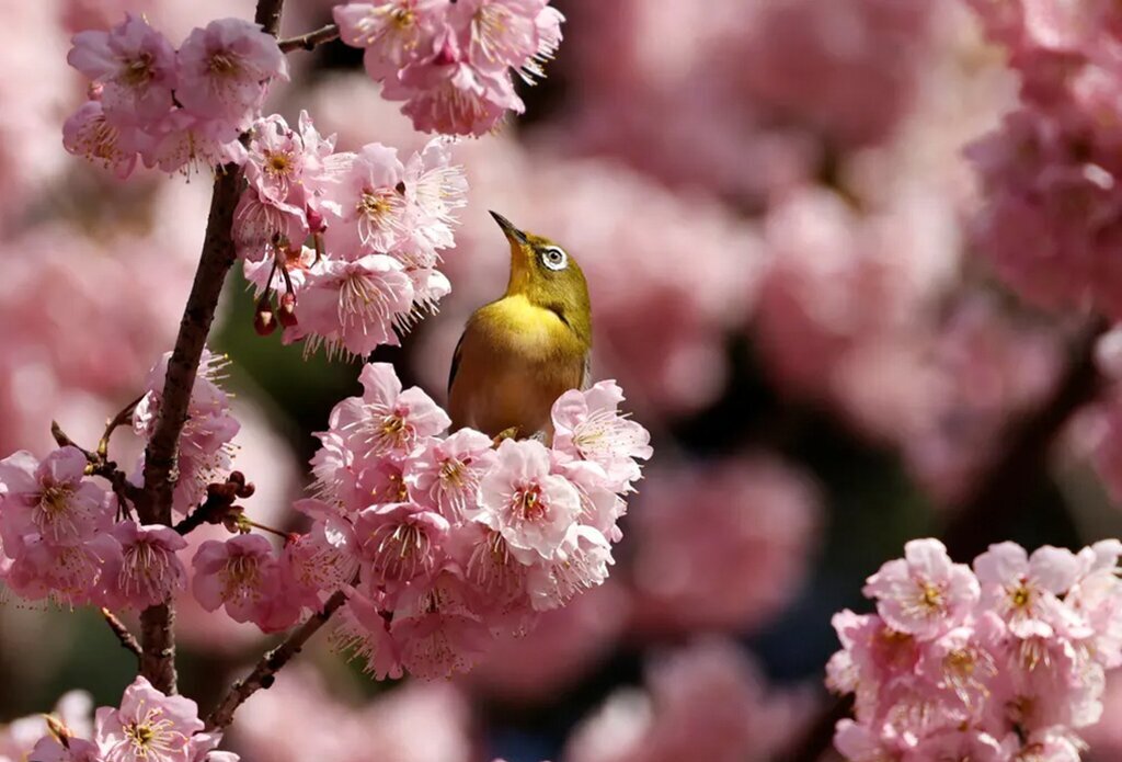 پرنده ای در میان شکوفه ها