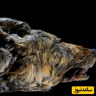 کشف حیرت انگیز یک گرگ باستانی 44000 ساله از دل یخبندان سیبری+ویدیو
