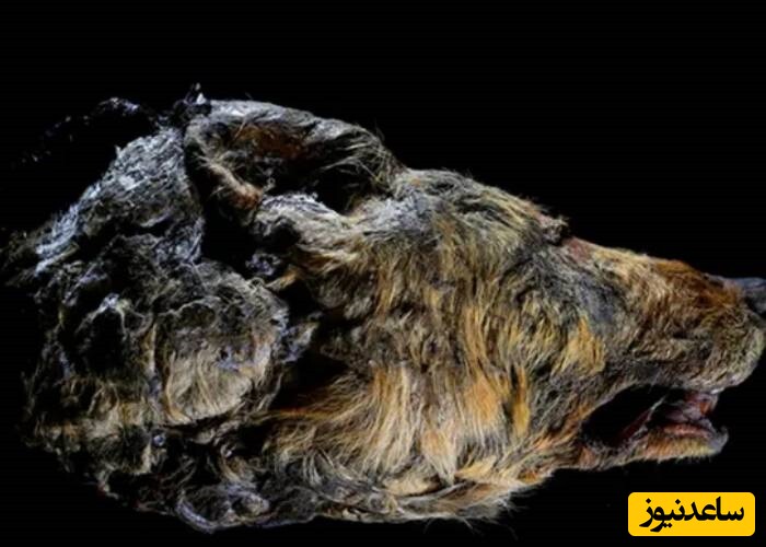 کشف حیرت انگیز یک گرگ باستانی 44000 ساله از دل یخبندان سیبری+ویدیو