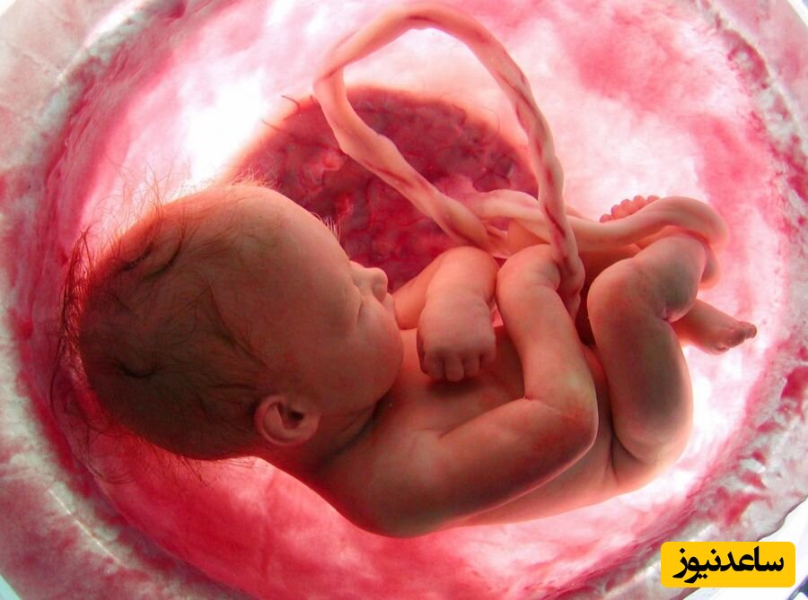 (فیلم) واقعی ترین و طبیعی ترین تصویر از یک جنین 20 هفته ای داخل شکم مادر/قدرت خدارو ببین😍