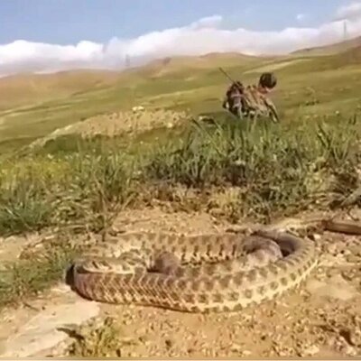 (ویدئو) سلفی با مار افعی در بیابان به قیمت جان این جوان ایرانی تمام شد!
