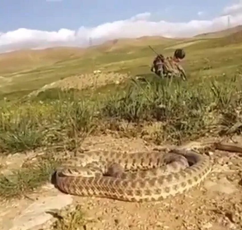 (ویدئو) سلفی با مار افعی در بیابان به قیمت جان این جوان ایرانی تمام شد!