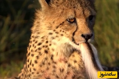 مستند حیات وحش حیوانات؛ تلاش یوزپلنگ جوان برای بلعیدن دُم ایمپالا