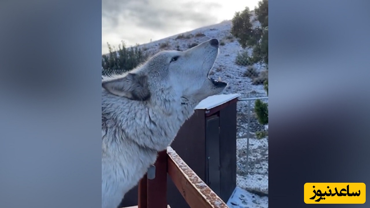 فیلم لحظه هولناک از هجوم گرگ در محوطه دانشگاه به یک دانشجو در زنجان