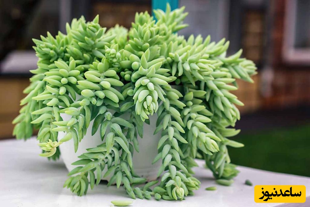 گیاهان آپارتمانی