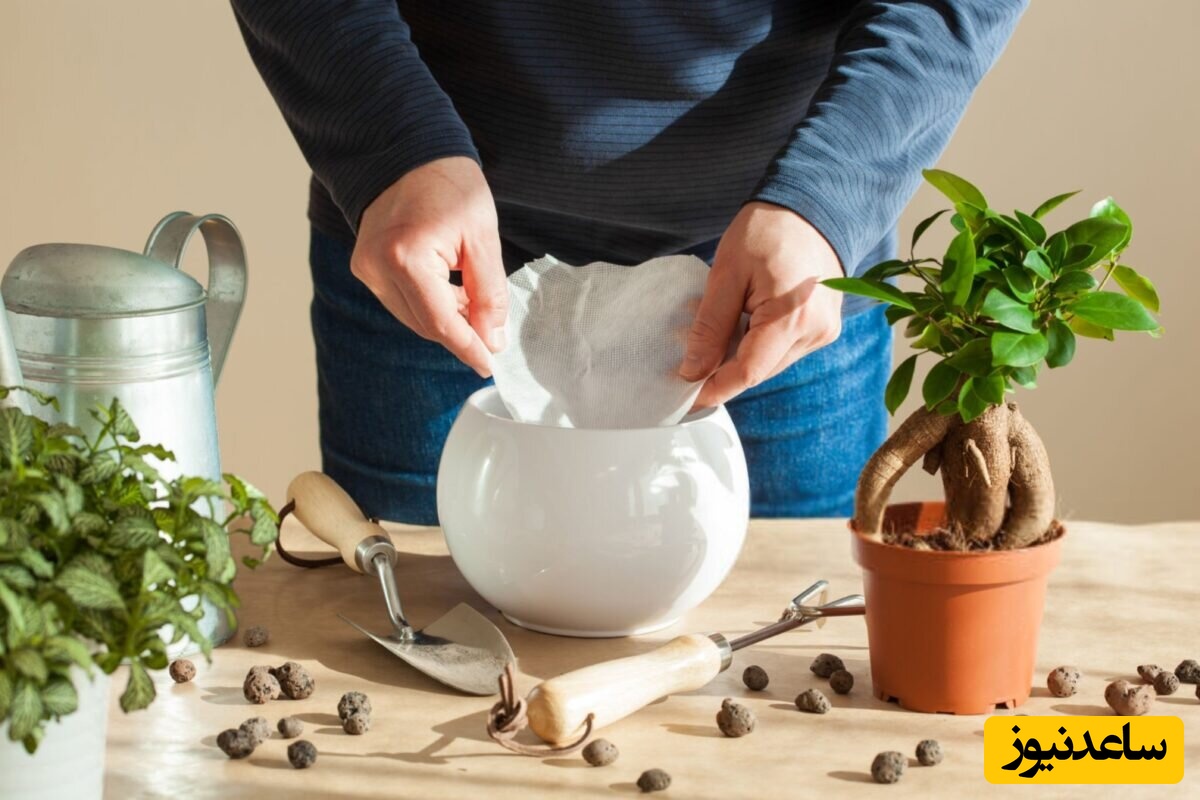 فیلتر قهوه، قهرمان پنهان گیاهان آپارتمانی! به حفظ رطوبت خاک، جلوگیری از ریزش آن و بهبود زهکشی گیاهان گلدانی کمک می‌کند+ عکس