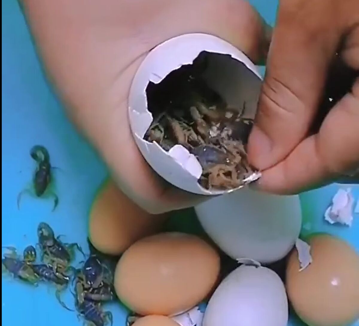 پرورش عجیب تعداد زیادی عقرب‌ داخل یک تخم مرغ! +فیلم حیرت انگیز