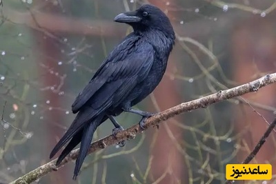 پشت پرده حل معماهای پیچیده توسط کلاغ‌ها؛ آن‌ها مثل ما فکر می‌کنند!