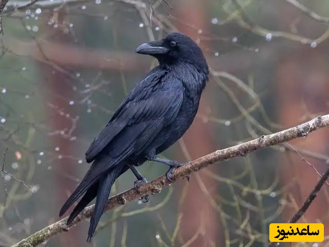 پشت پرده حل معماهای پیچیده توسط کلاغ‌ها؛ آن‌ها مثل ما فکر می‌کنند!