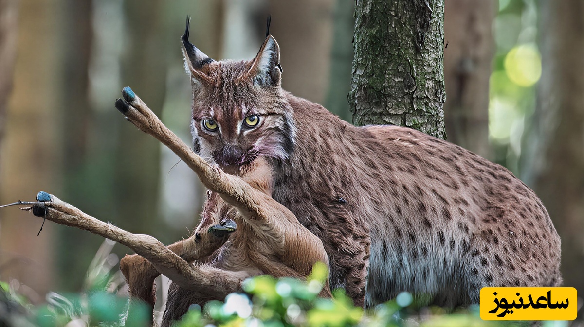 (ویدیو) مستند حیات وحش: تلاش جان‌سوز یک گوزن مادر برای نجات بچه‌اش از چنگال سیاه‌گوش وحشی