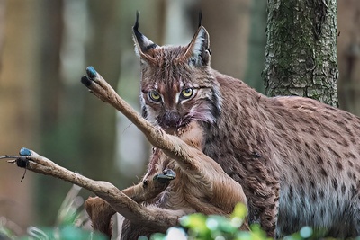 (ویدیو) مستند حیات وحش: تلاش جان‌سوز یک گوزن مادر برای نجات بچه‌اش از چنگال سیاه‌گوش وحشی