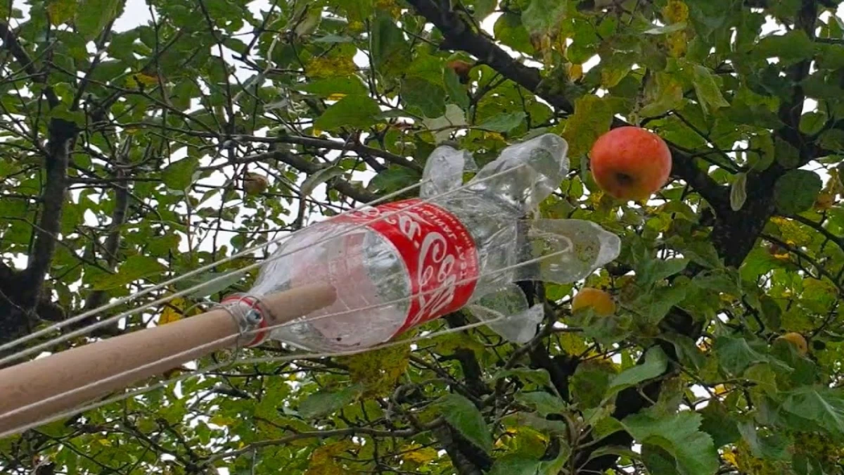 خلاقیت مشاغل؛ ابتکار منحصربفرد باغدار باهوش در چیدن میوه‌های بالای درخت با بطری نوشابه +ویدیو/ چقدر جالب بود