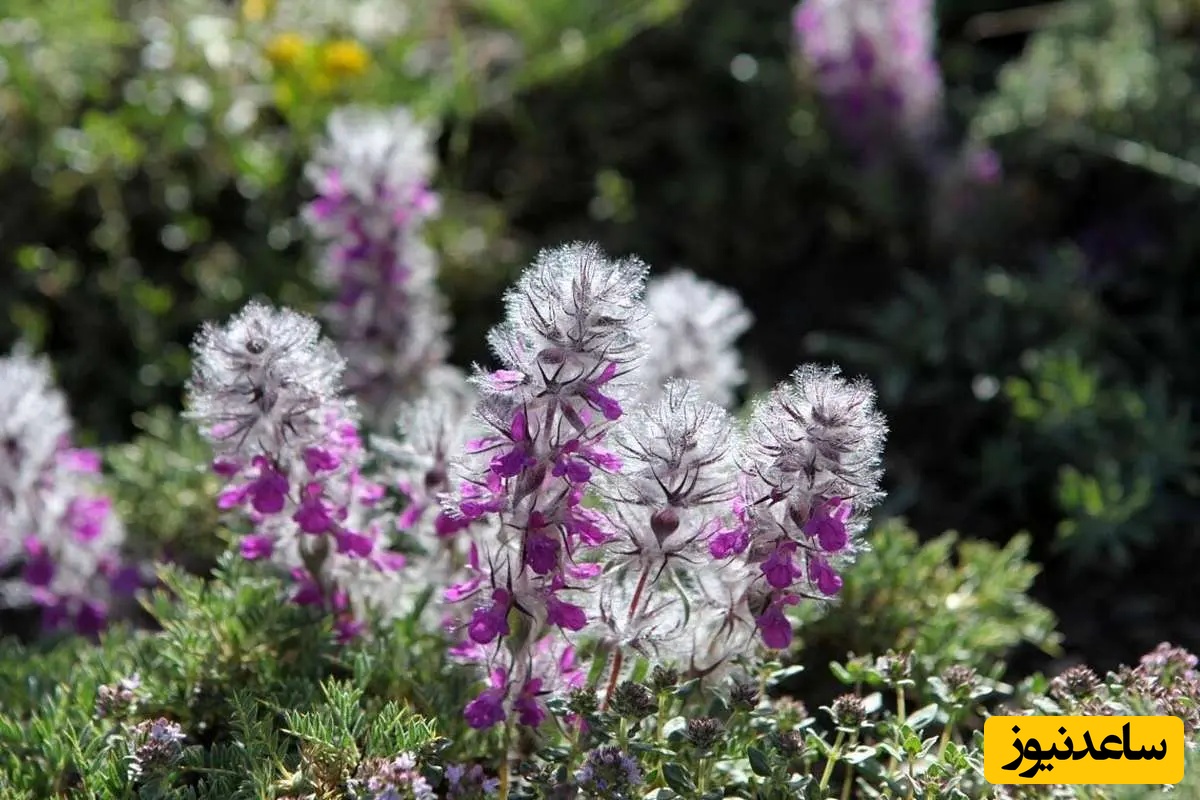 چای کوهی (توکلوجه)؛ اکسیر سلامتی یا شمشیر دولبه؟ خواص، مضرات و نکات کلیدی برای مصرف بهینه