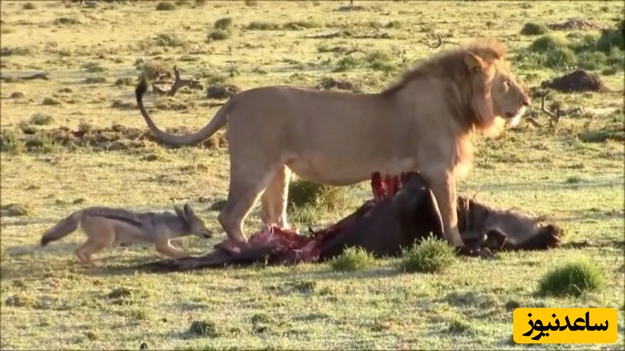 حیات وحش ؛ مستند حیات وحش حیوانات / نبرد شغال و شیر