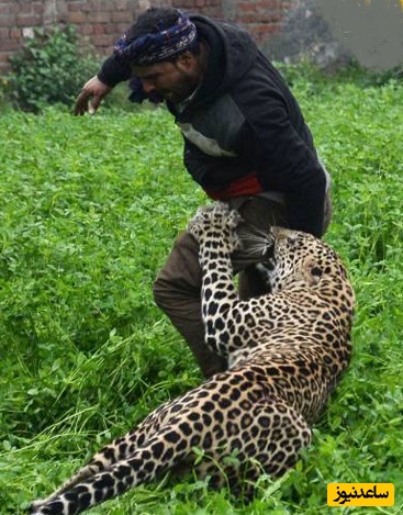 حمله پلنگ وحشی به اهالی یک روستا+ ویدئو